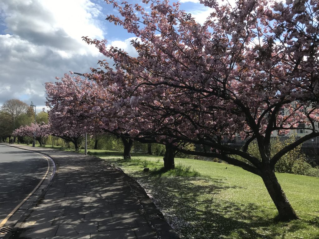 cherry blossom 1