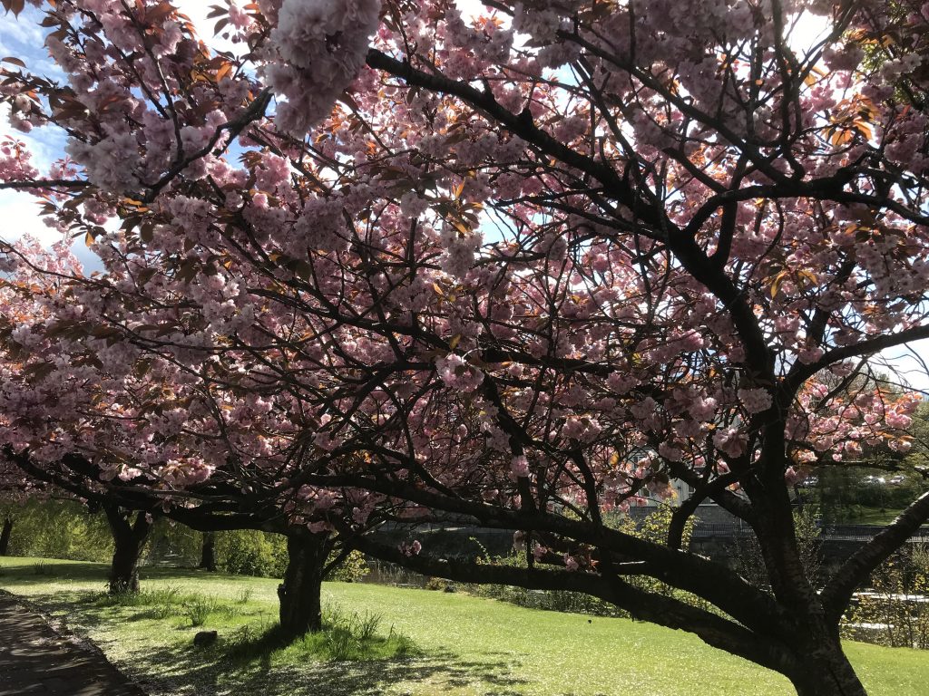 cherry blossom 2