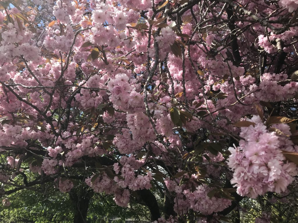 cherry blossom 3