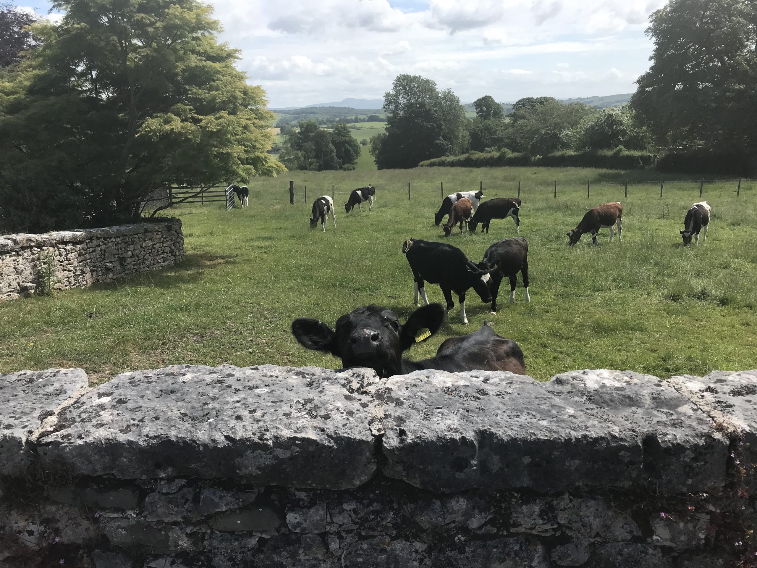 nosey cows in a field