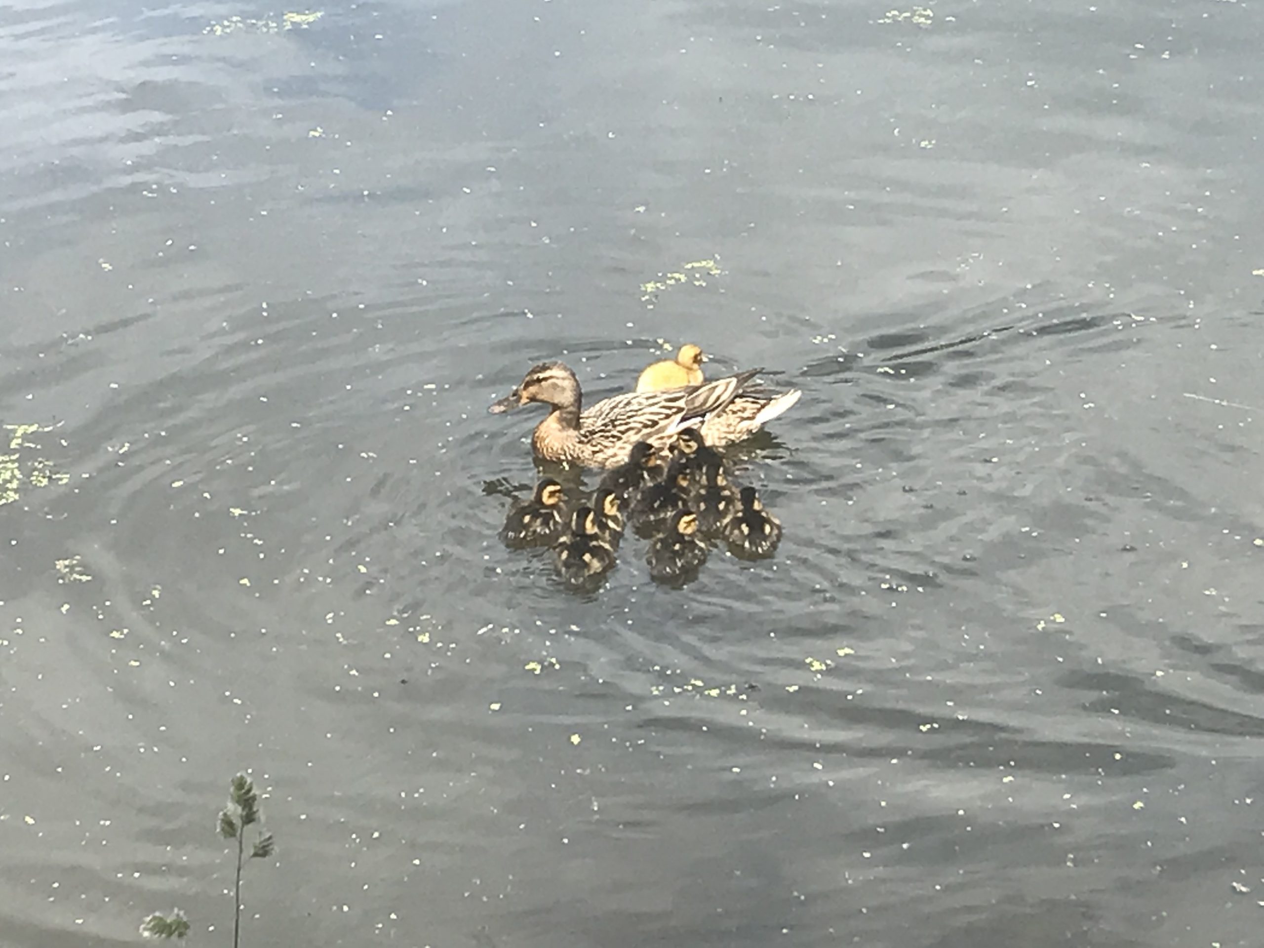 duck and ducklings