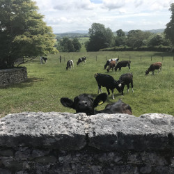 nosey cows in a field