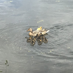 duck and ducklings